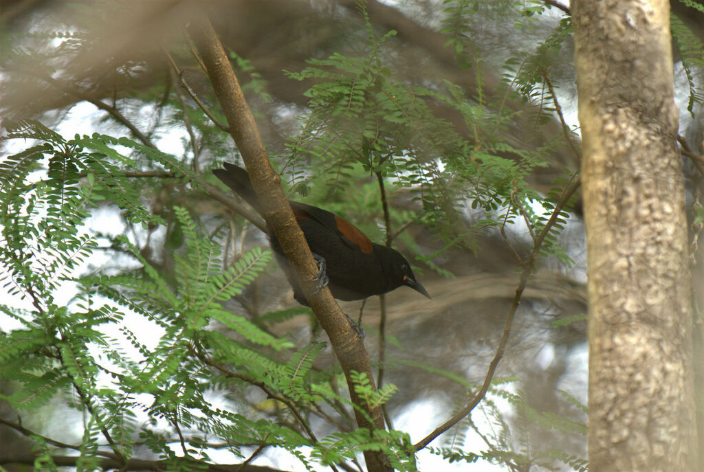 North Island Saddleback