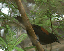 North Island Saddleback