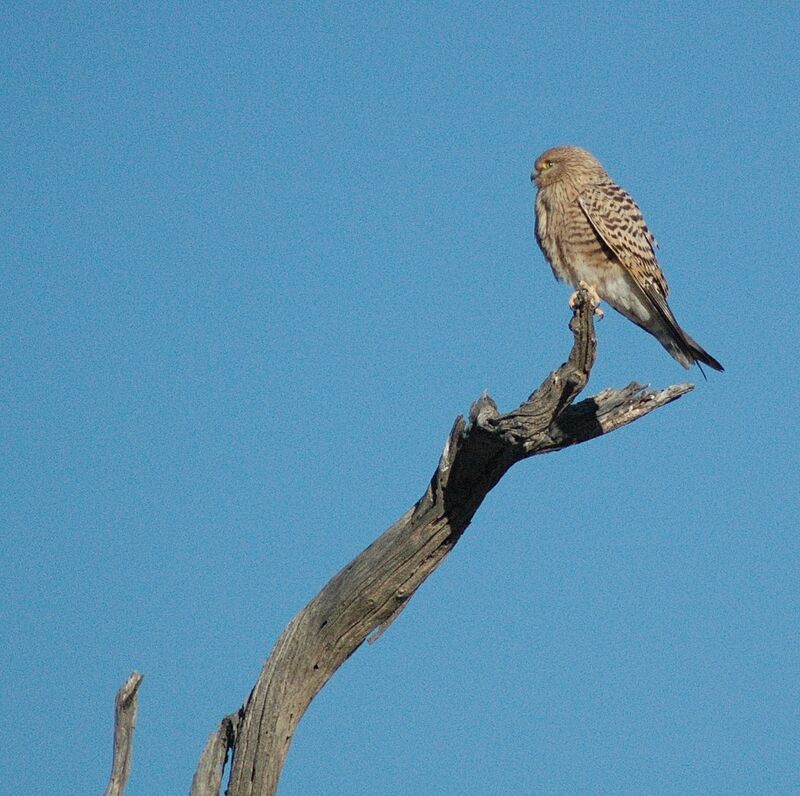 Greater Kestrel