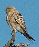 Greater Kestrel