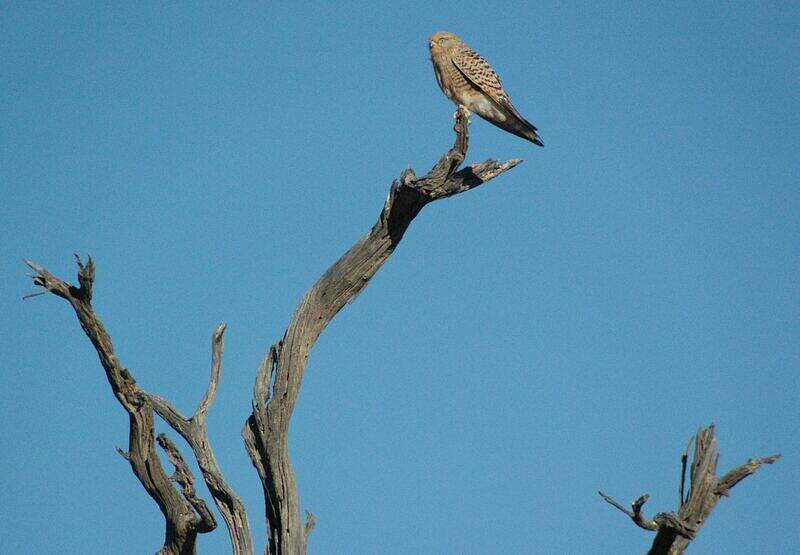 Crécerelle aux yeux blancs yali60132