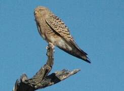 Greater Kestrel