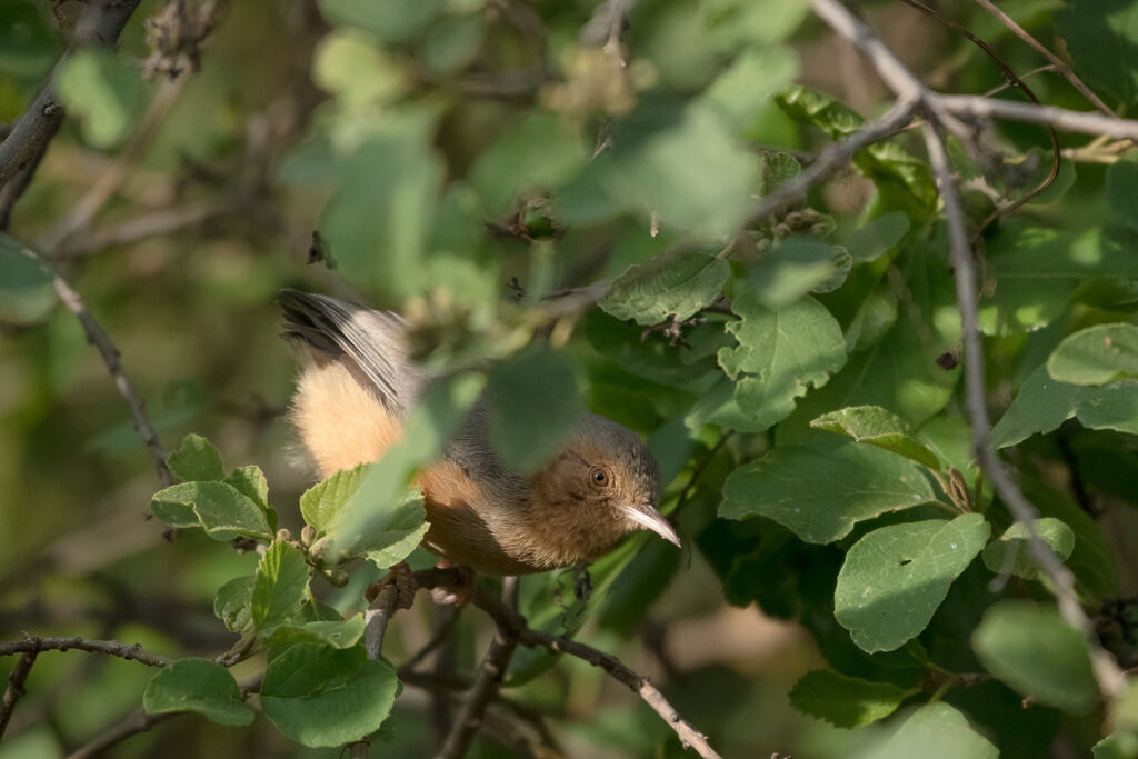 Red-faced Crombec