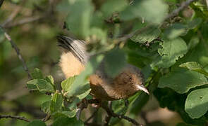 Red-faced Crombec