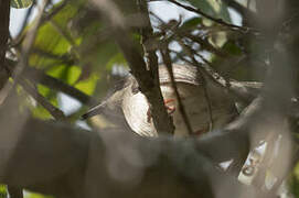 Black-backed Puffback (affinis)