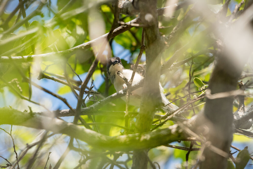 Black-backed Puffback (affinis)