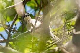 Black-backed Puffback (affinis)