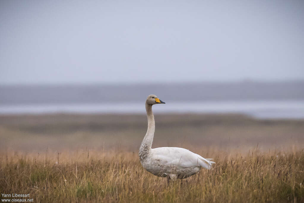 Cygne chanteur