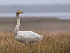 Cygne chanteur