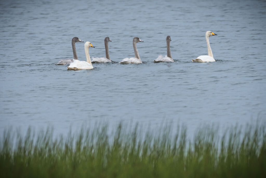 Whooper Swan