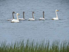 Whooper Swan