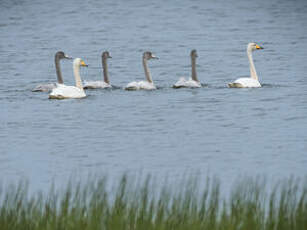 Cygne chanteur