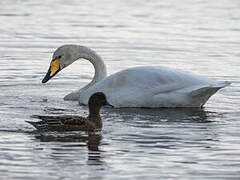 Whooper Swan