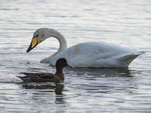 Cygne chanteur