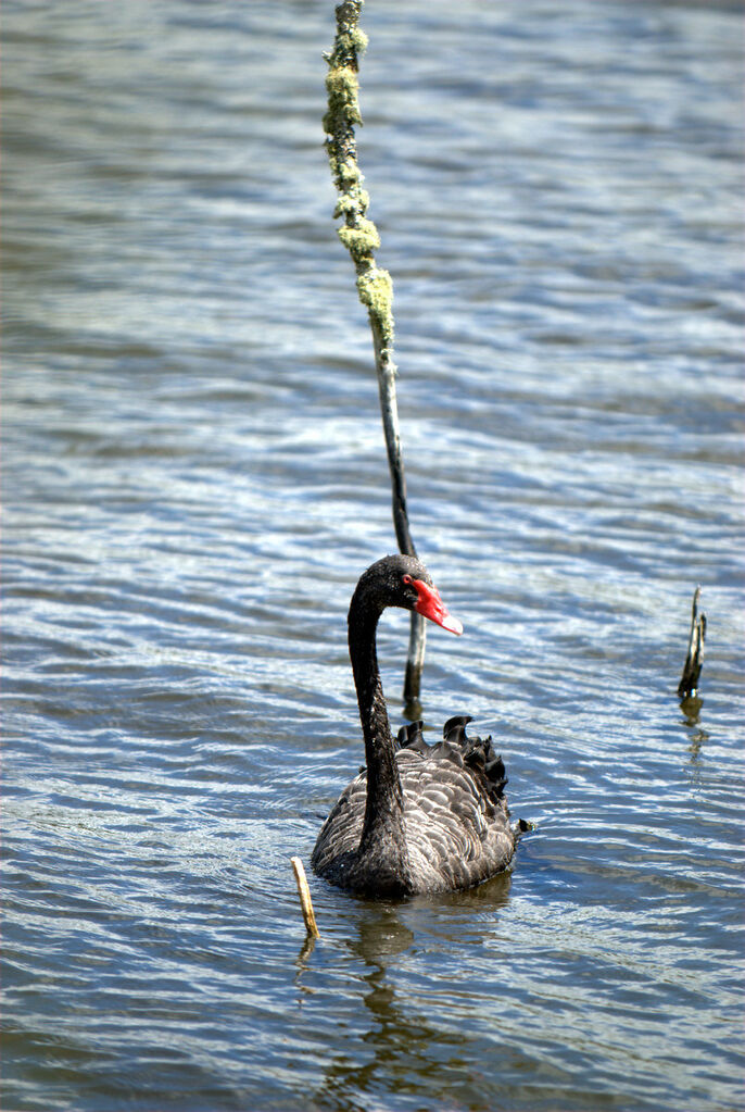 Black Swan