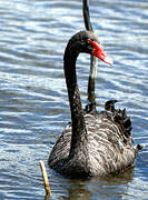 Black Swan