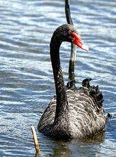 Cygne noir