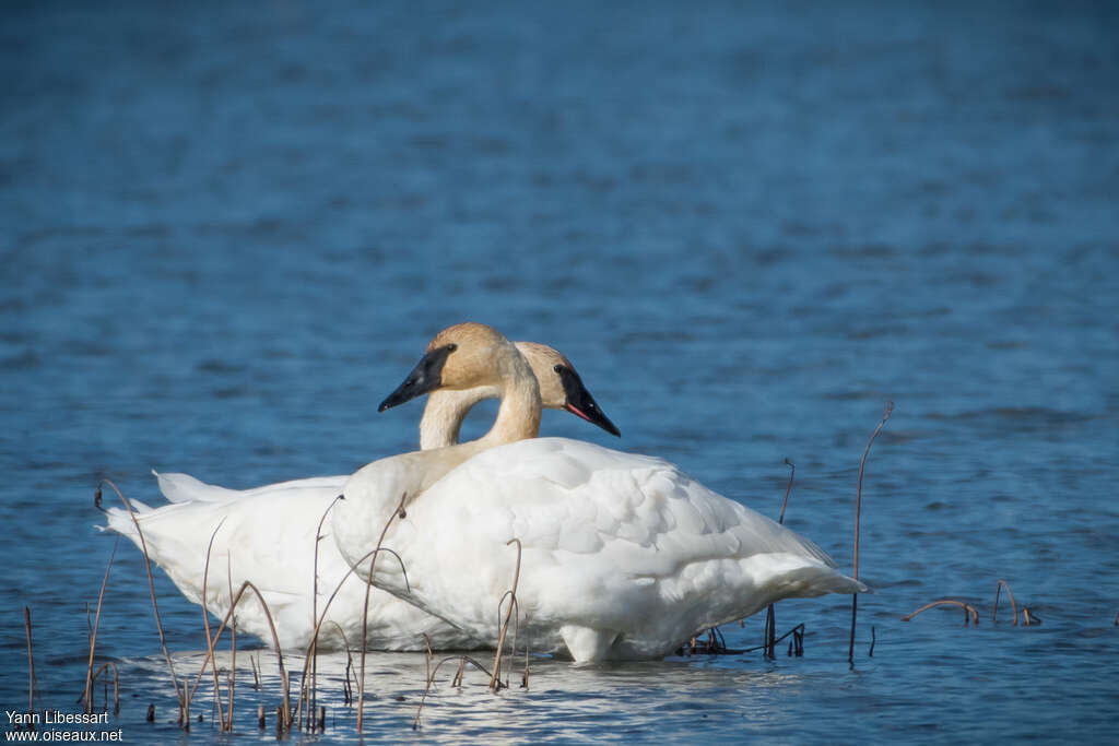 Cygne trompetteadulte, identification