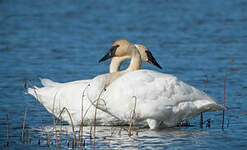 Cygne trompette