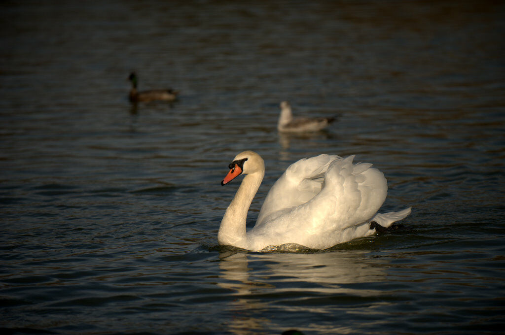 Mute Swan