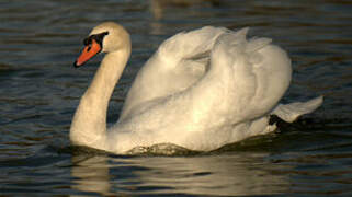 Cygne tuberculé