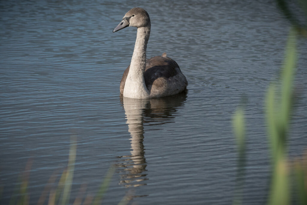 Cygne tuberculéjuvénile