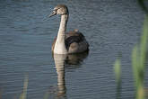 Cygne tuberculé