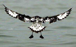 Cape Petrel