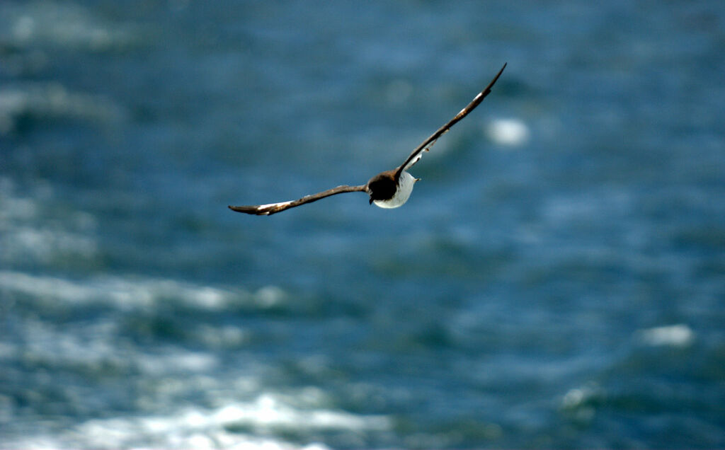 Cape Petrel