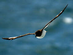 Cape Petrel