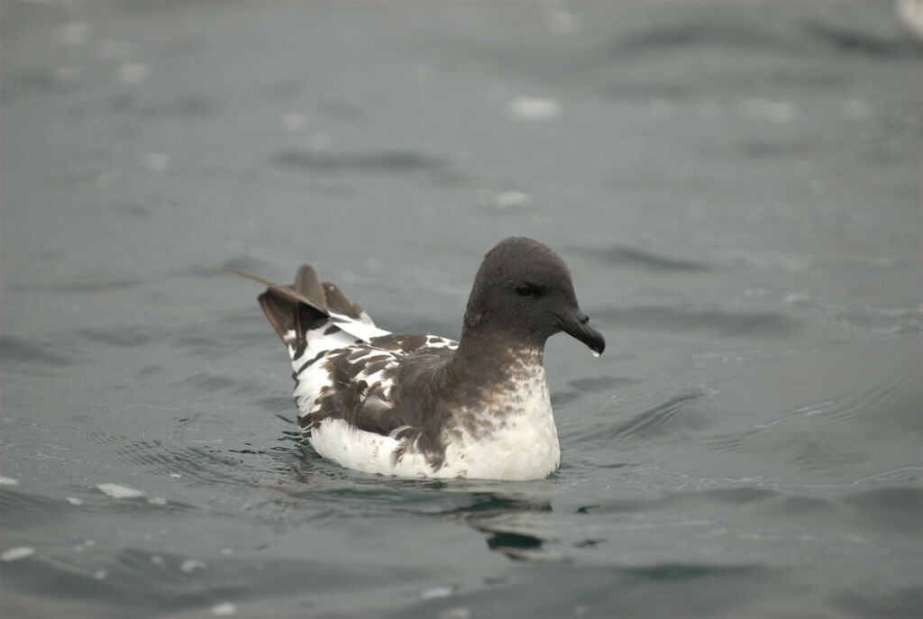 Pintado Petrel