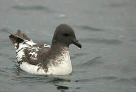 Cape Petrel