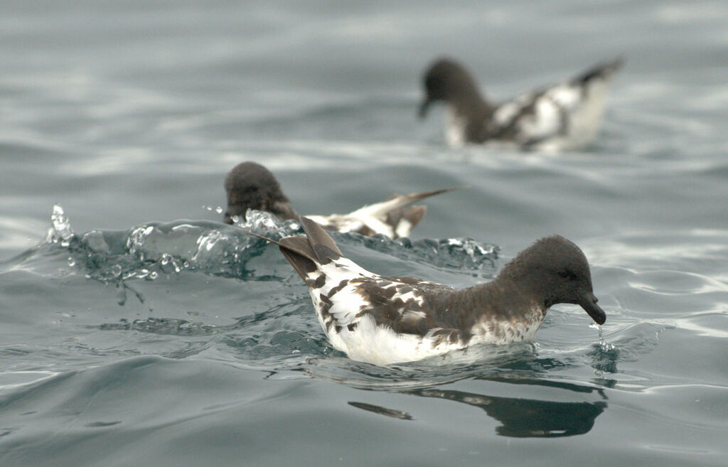 Cape Petrel