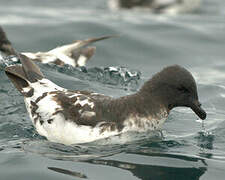 Cape Petrel