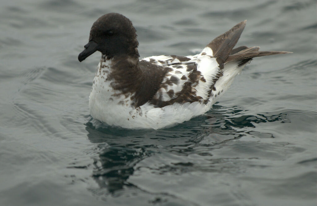 Cape Petrel