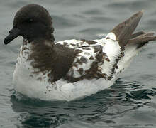 Cape Petrel