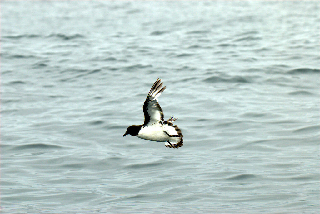 Cape Petrel