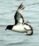 Cape Petrel