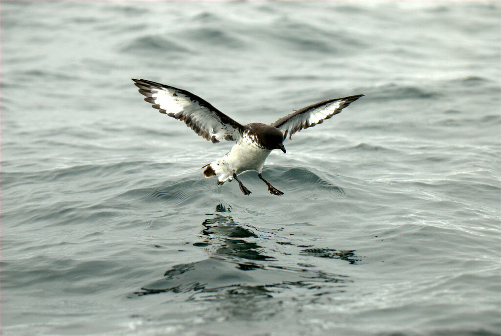 Cape Petrel