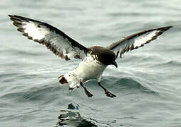 Cape Petrel