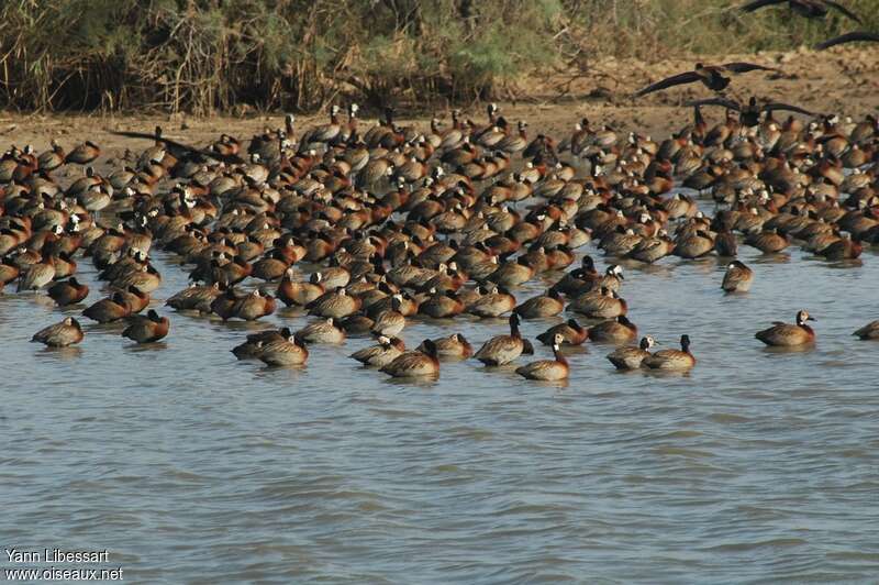 White-faced Whistling Duckadult, habitat