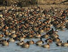 White-faced Whistling Duck