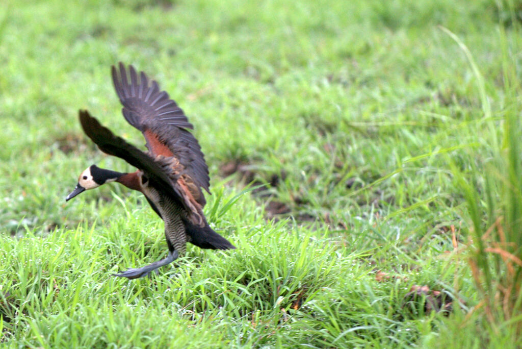 White-faced Whistling Duck