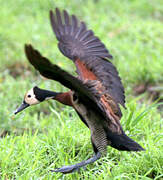 White-faced Whistling Duck