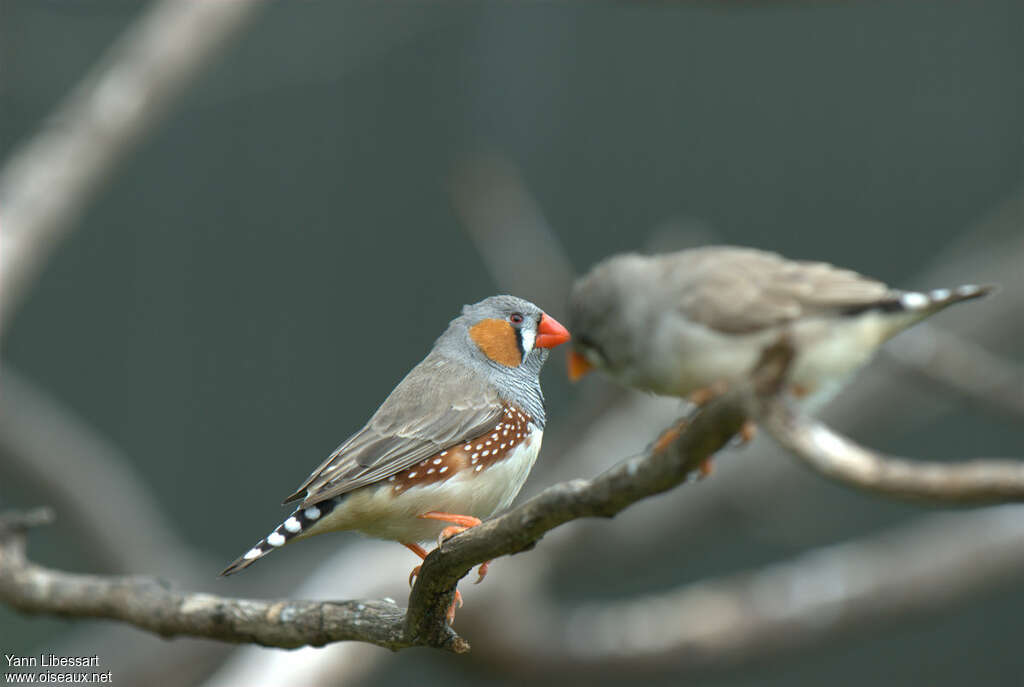 Diamant mandarin mâle adulte nuptial, identification