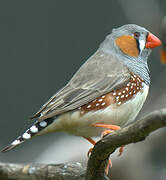 Zebra Finch