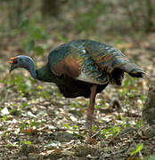 Ocellated Turkey