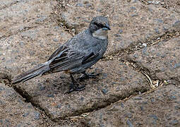 Common Diuca Finch