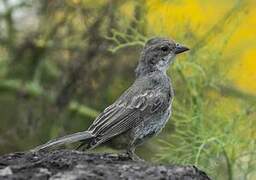 Common Diuca Finch