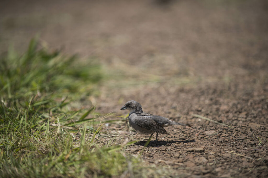 Common Diuca Finch